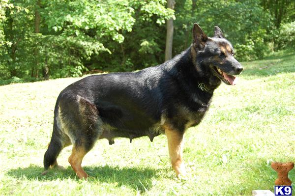 Von Der Schotterstrasse ~ German Shepherds